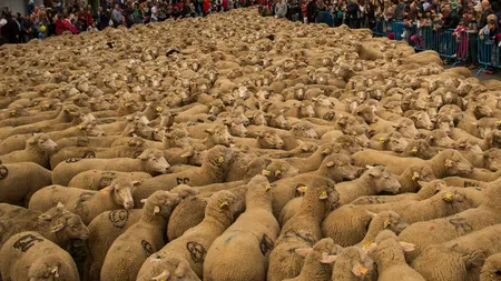 Cercetătorii din Botoşani creează o specie de oaie UNICĂ ÎN LUME