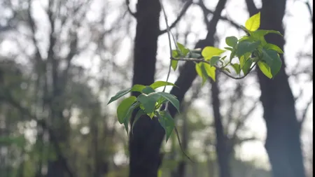 PROGNOZA METEO. Vreme frumoasă cu temperaturi ridicate în următoarele zile