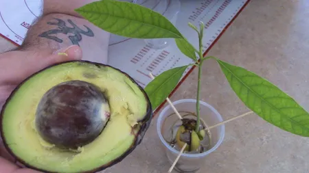 Cum să cultivi avocado la tine acasă. E mai simplu decât ţi-ai putea imagina VIDEO