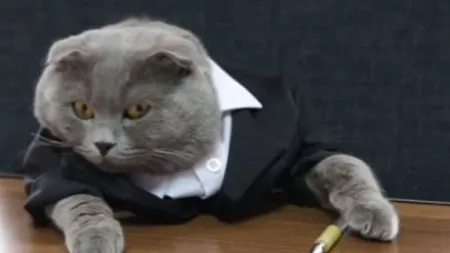 HAM TALENT: Bossulică, singura pisică din România cu loc de munca şi cu secretară, se califică în finală