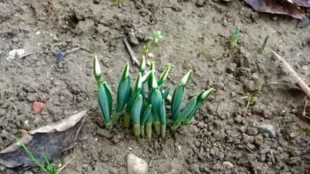Fotografia zilei: Au apărut ghioceii