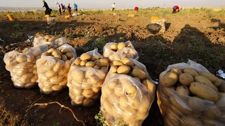 NASA face agricultură pe Marte. Vrea să cultive cartofi pe Planeta Roşie