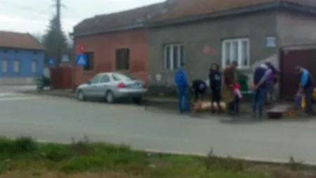 Imagini scandaloase la Lugoj. Porcii sunt sacrificaţi în stradă VIDEO