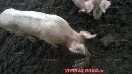 PERCHEZIŢII la un abator din Vaslui. Porcii erau hrăniţi cu resturi de animale IMAGINI REVOLTĂTOARE