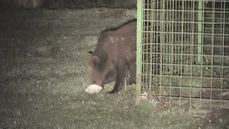 Sute de mii de români, în pericol din cauza numărului mare al animalelor sălbatice