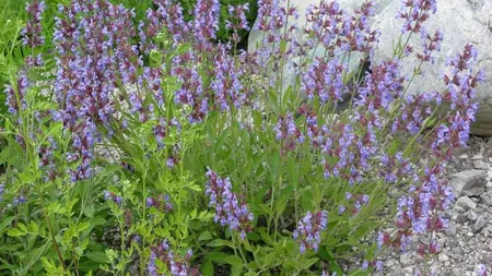 Află ce plante îţi calmează hormonii