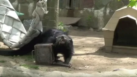 Care animal e mai inteligent? Care e rezultatul unui experiment făcut de americani VIDEO