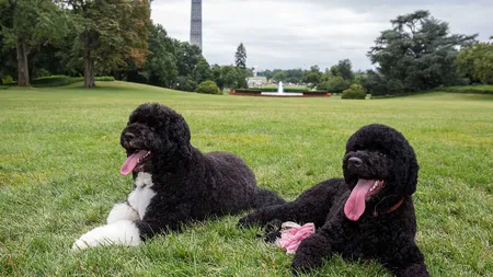 Un bărbat care pretinde că e fiul lui John F. Kennedy a încercat să-i fure câinii lui Obama