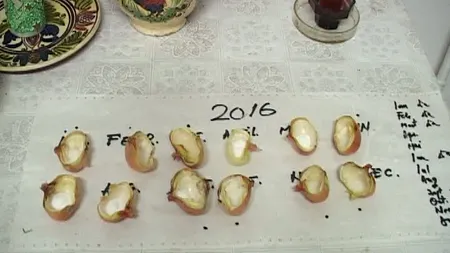 Cum va fi AGRICULTURA în 2016. Iată ce prevesteşte CALENDARUL FOILOR de CEAPĂ VIDEO