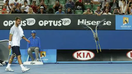 AUSTRALIAN OPEN 2016, spectacolul animalelor. O pasăre ciudată s-a plimbat pe teren la un meci de marţi VIDEO