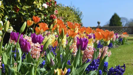 Primăriile din Bucureşti ar putea fi obligate să planteze pe spaţiile verzi doar plante perene