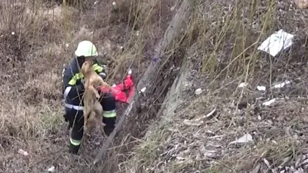 Câine aruncat în Râul Bistriţa. Operaţiune emoţionantă de salvare VIDEO