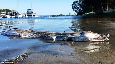 Monstrul din adâncuri! O creatură ciudată a fost descoperită în Australia. Nici măcar nu poate fi descrisă VIDEO