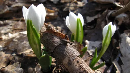 Ianuarie 2016, cea mai CALDĂ lună de început de an din istoria măsurătorilor meteorologice