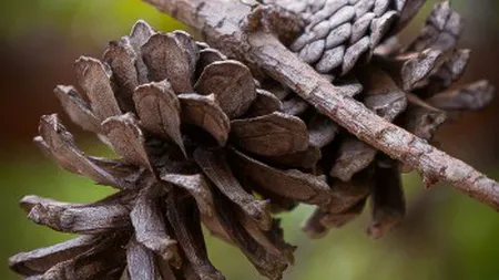 Cum să-ţi decalcifiezi şi detoxifiezi glanda pineala