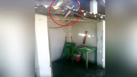 Aşa ceva nu credeai că se poate! O maimuţă BEATĂ şi ÎNARMATĂ a ameninţat clienţii unui bar VIDEO
