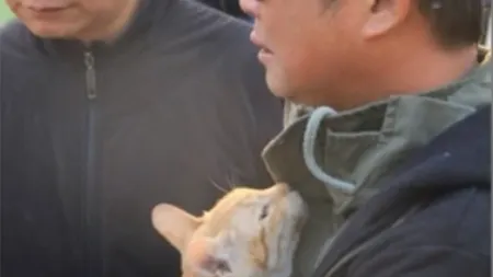 CUTREMUR TAIWAN. Doi fraţi, de 6 şi 7 ani, scoşi dintre ruine după ce pisica lor a alertat salvatorii VIDEO
