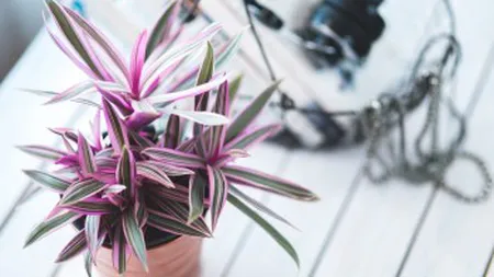 Cele mai bune plante pentru fiecare cameră