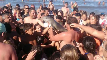 Barbarie la malul mării. Au făcut un selfie cu un delfin până l-au omorât