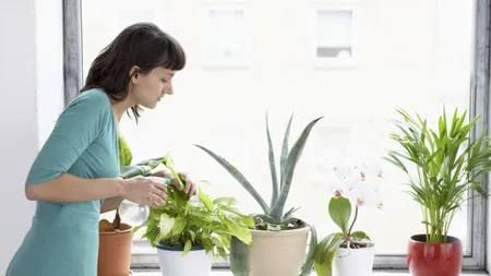Şapte plante de interior care ţin ţânţarii la distanţă