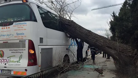Copac prăbuşit peste un autocar în Bucureşti FOTO