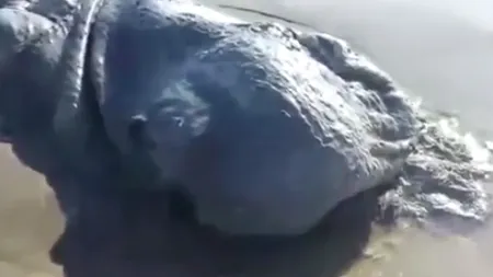 Descoperire BIZARĂ pe o plajă din Mexic. Creatura uriaşă pe care oamenii de ştiinţă nu o pot identifica FOTO