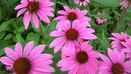 Tratamente naturiste. Echinacea şi Lemnul dulce, plantele imunităţii