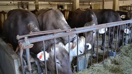Fermierii români au vizitat fermele din Austria: 
