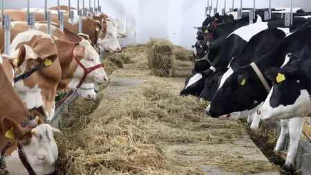 Bani de la guvern pentru fermieri şi crescătorii de animale