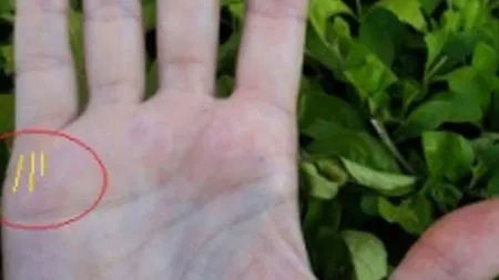 Eşti curios câţi copii vei avea? Răspunsul stă scris în palmă