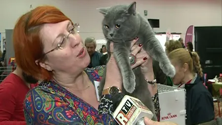 Cea mai mare pisică domestică din lume, prezentă la expoziţia de la Romexpo. Vezi cele mai frumoase feline