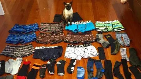 Pisică prinsă la furat. Este obsedată de lenjeria vecinilor