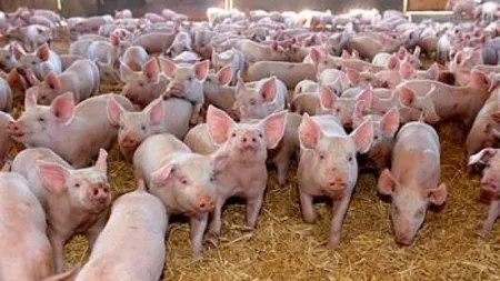 ANSVSA avertizează: Pătrunderea pestei porcine africane în România este iminentă