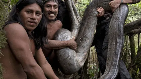 Cel mai lung şarpe din lume, descoperit în jungla amazoniană FOTO