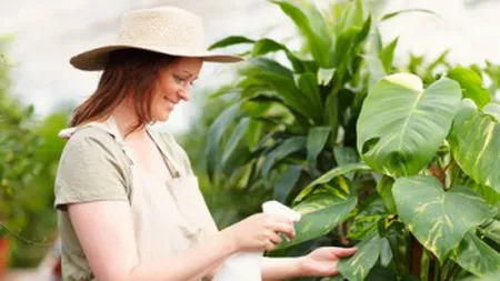 10 plante care nu necesită multă îngrijire. Numai bune pentru persoanele ocupate