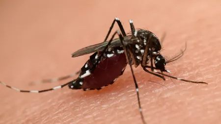 Institutul Cantacuzino: Ţânţarul vector pentru transmiterea Zika a fost identificat în septembrie în Bucureşti