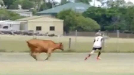 Un taur a intrat pe teren, în timpul jocului. Animalul i-a luat la goană pe fotbalişti VIDEO