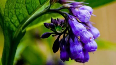 Iarba lui Tatin, planta cu puteri miraculoase, care răpune cancerul şi tratează ulcerul
