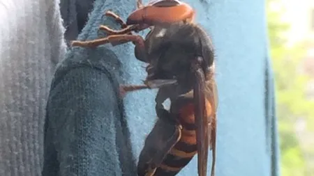 A găsit în şifonier o INSECTĂ URIAŞĂ. Nu ştia că 6 oameni au murit după ce au atins una la fel. Ce a făcut femeia