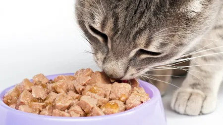 Aparatul care îţi hrăneşte animalele de companie când nu eşti acasă, inventat de un român