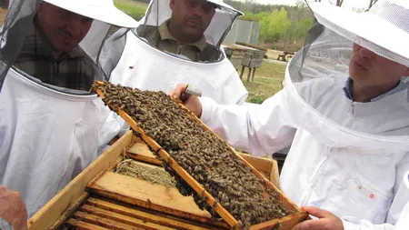 Organizaţiile din sectorul agricol şi alimentar, sprijinite financiar de Guvern. Şi apicultorii primesc bani
