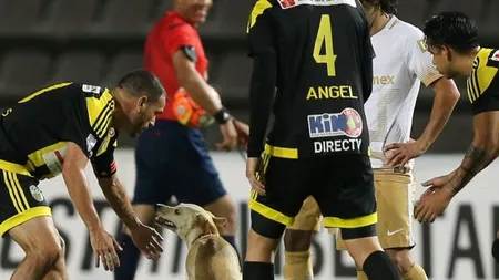 Un câine simpatic, vedetă în Copa Libertadores. Este cel mai fericit pe gazon, printre jucători VIDEO