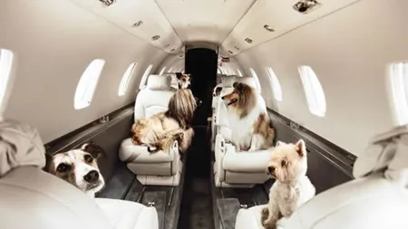 Cum să te pregăteşti pentru a pleca în vacanţă cu animalul de companie