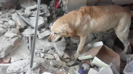Erou cu patru lăbuţe: Un labrador care a salvat oameni după seismul din Ecuador a murit la datorie FOTO