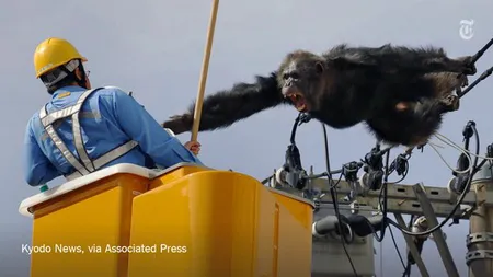 Un cimpanzeu a evadat de la o grădină zoologică din Japonia. Acţiune spectaculoasă de capturare a sa VIDEO