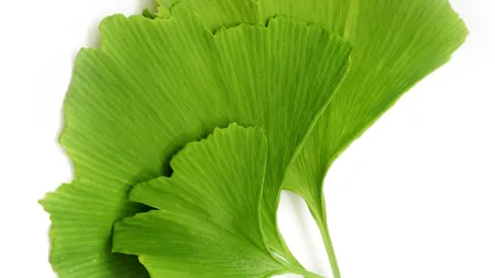 Ginkgo biloba: combustibil pentru creier