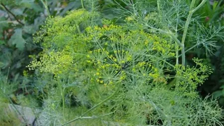 Tratamente naturiste. Miracolul verde din grădină. Acţiuni benefice pentru sănătate ale mărarului