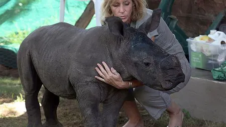 Un rinocer care apărea în emisiuni TV a fost ucis de braconieri