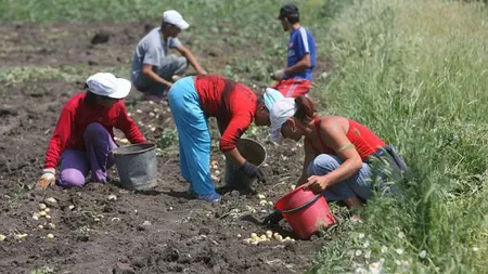 Guvernul ar putea introduce tichetele de muncă pentru zilieri