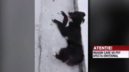 Imagini ŞOCANTE într-un oraş din Vâlcea. Maidanezii sunt otrăviţi şi aruncaţi la ghene VIDEO